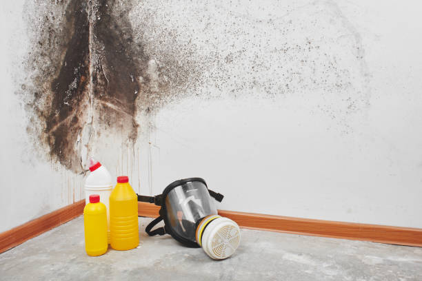 Best Mold Removal Company Near Me  in Golden Hills, CA