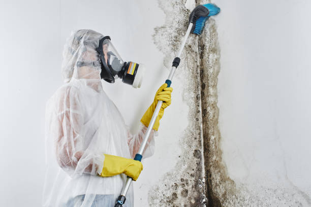Best Best Mold Removal Companies  in Golden Hills, CA