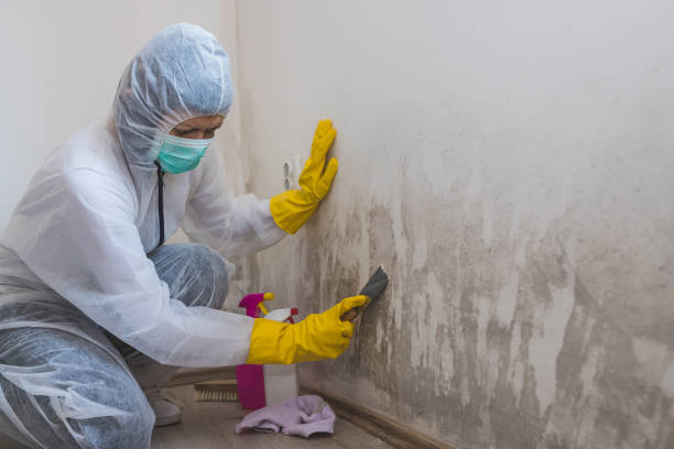 Best Professional Mold Removal  in Golden Hills, CA