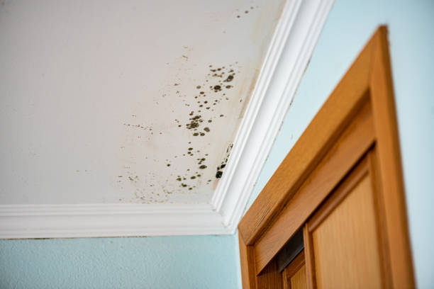 Best Same-Day Mold Removal  in Golden Hills, CA