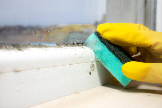Best Certified Mold Removal  in Golden Hills, CA
