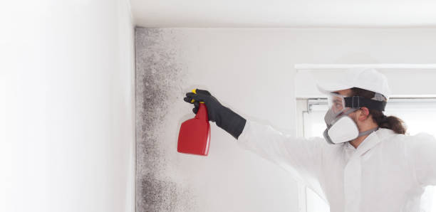 Best Home Mold Removal  in Golden Hills, CA