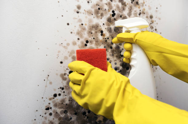 Best Mold Removal Specialists  in Golden Hills, CA