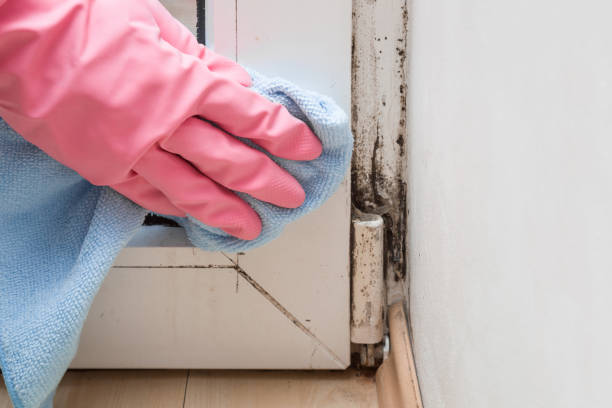 Golden Hills, CA Mold Removal Company